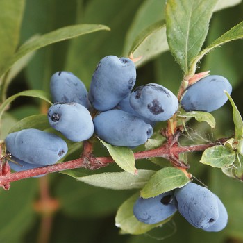 Jagoda kamczacka Boreal Beauty®