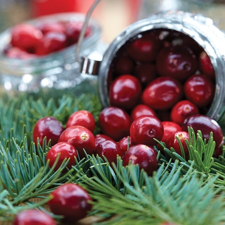 Żurawina wielkoowocowa Mc Farlin