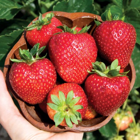 Truskawka Alfa Centauri