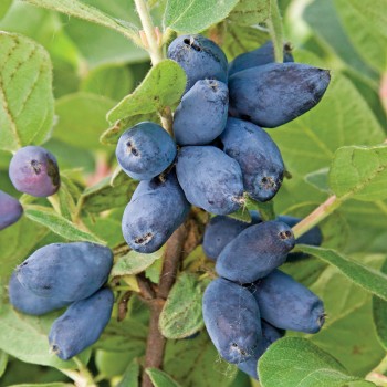 Jagoda kamczacka Blue Treasure PBR