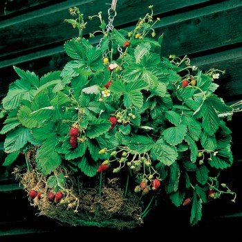 Poziomka wisząca Attila