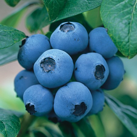 Borówka wysoka Chandler