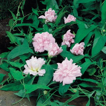 Kielisznik bluszczowaty Flore Pleno