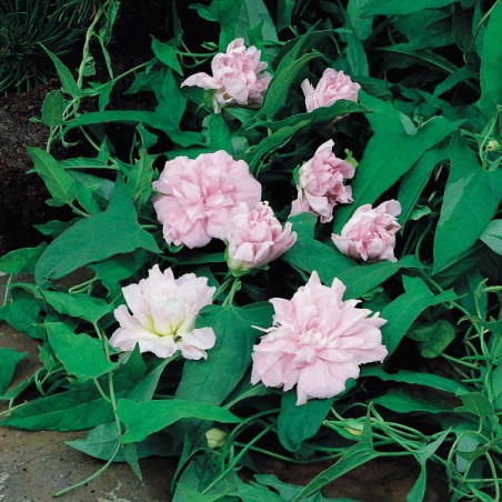 Kielisznik bluszczowaty Flore Pleno