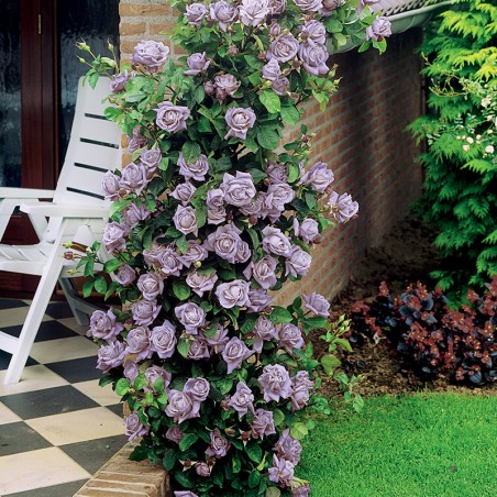 Róża pnąca Indigoletta