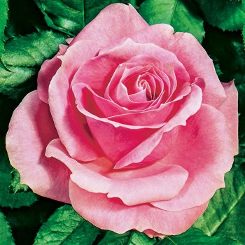 Róża wielkokwiatowa Belle Ange