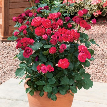 Róża rabatowa Nina Weibull