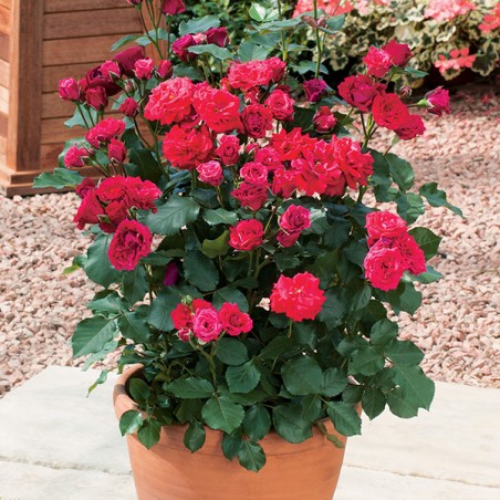 Róża rabatowa Nina Weibull