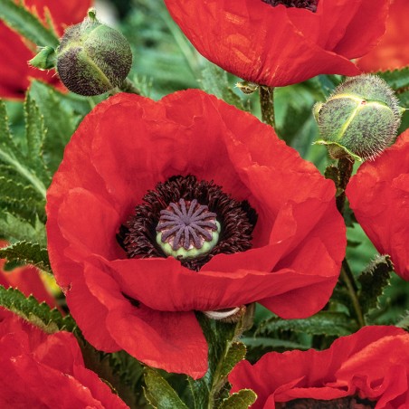 Mak wschodni Beauty of Livermere