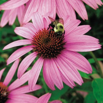 Jeżówka purpurowa, Echinacea