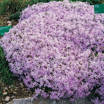 Floks szydlasty G.F. Wilson