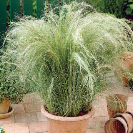 Ostnica najcieńsza Pony Tails