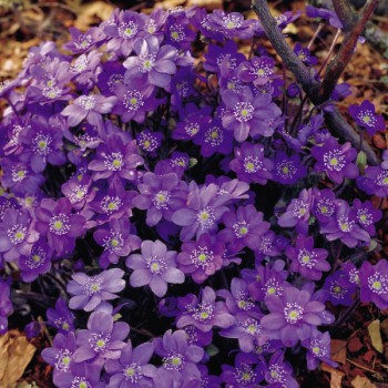 Przylaszczka pospolita