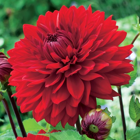 Dalia dekoracyjna Garden Wonder