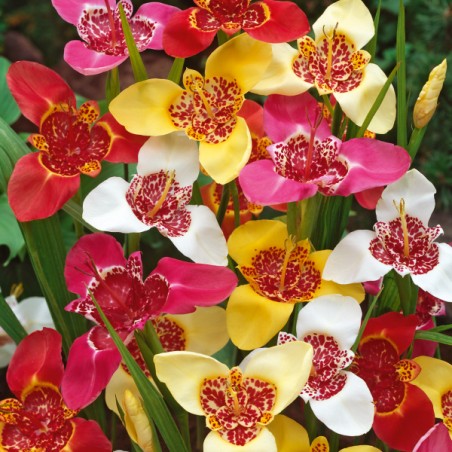 Tygrysówka mieszanka