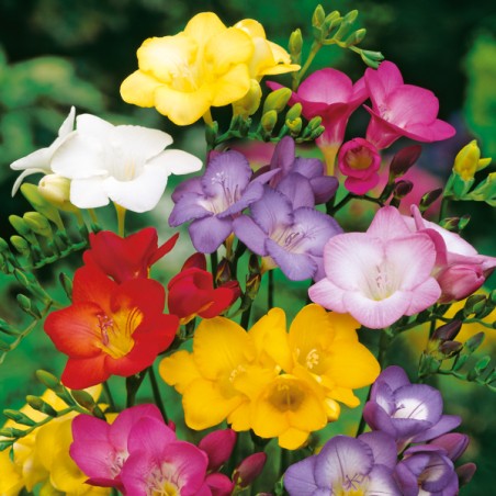 Frezja pojedyncza mieszanka