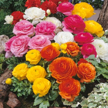 Jaskier azjatycki mieszanka