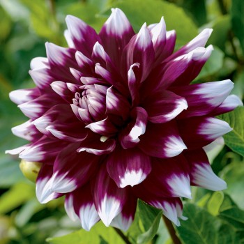 Dalia dekoracyjna Mystery Day