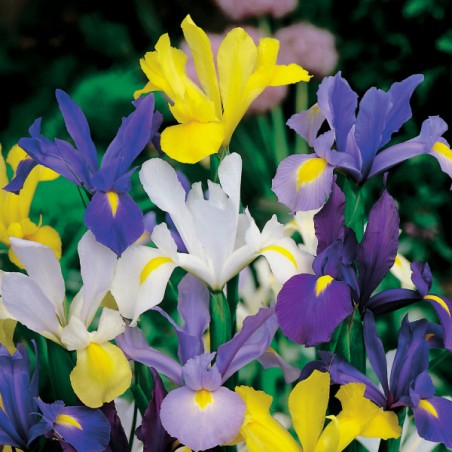 Irys holenderski mieszanka