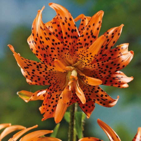 Lilia azjatycka pełna Flore Pleno