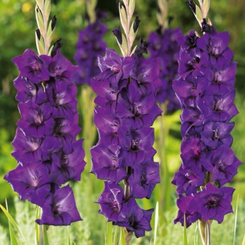 Mieczyk Purple Flora