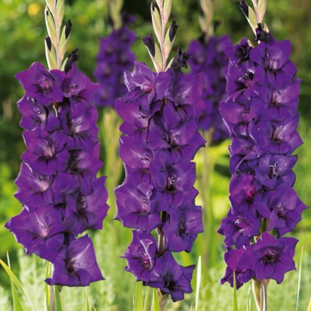 Mieczyk Purple Flora