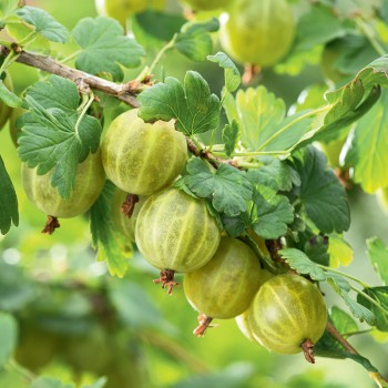 Agrest Hinnonmaki Green