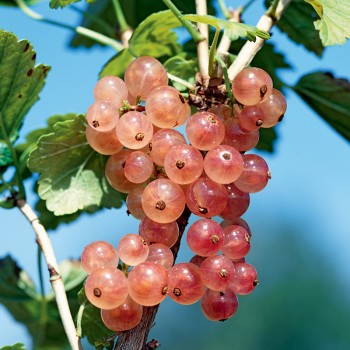 Porzeczka różowa Ulubiona Lwowa
