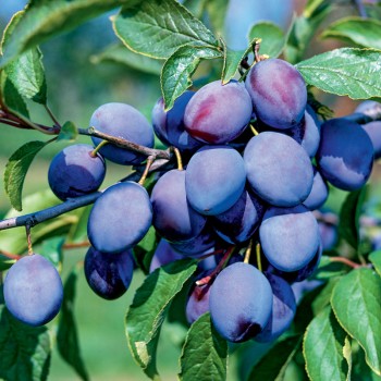 Śliwa Węgierka Zwykła