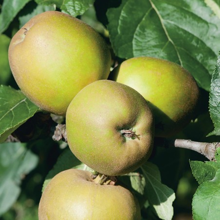 Jabłoń Królowa Renet