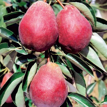 Grusza kolumnowa Decora