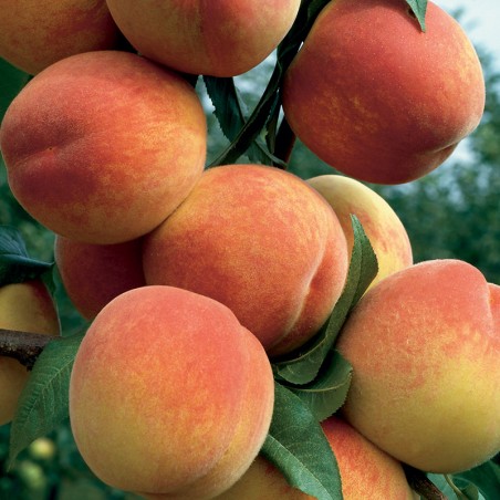 Minibrzoskwinia Honey Gold