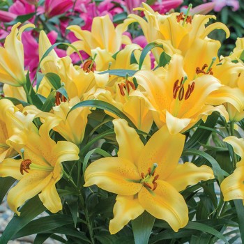 Lilia drzewiasta Saltarello
