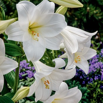 Lilia trąbkowa White  Heaven