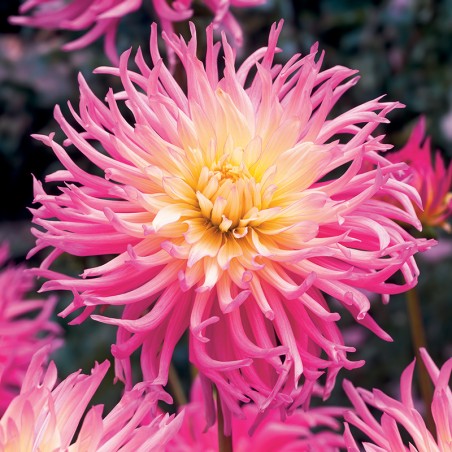 Dalia kaktusowa Fringed Star