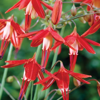 Koralowa kropla, Bessera