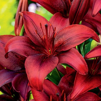 Lilia azjatycka Malbec