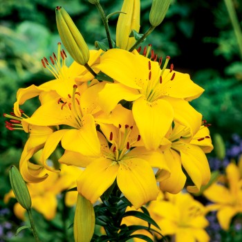 Lilia azjatycka Lentella