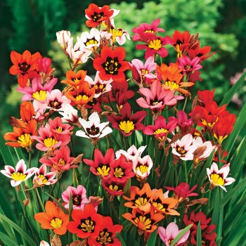 Sparaksis, Cygański Kwiat