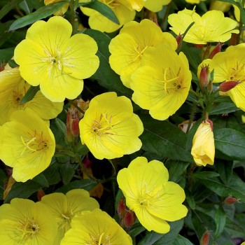 Wiesiołek krzewiasty