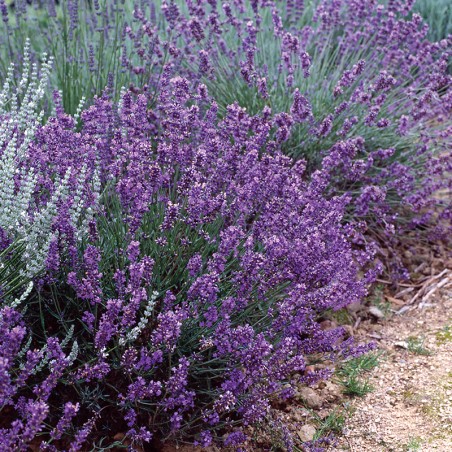 Lawenda wąskolistna Hidcote Compact