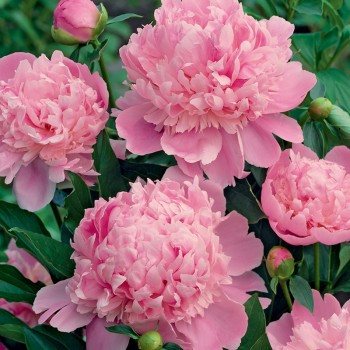 Piwonia Monsieur Jules Elie