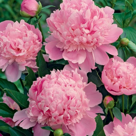 Piwonia Monsieur Jules Elie