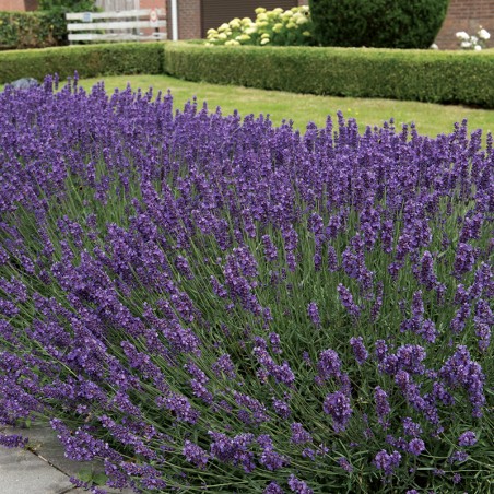 Lawenda wąskolistna Hidcote Blue Strain