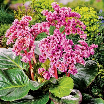 Bergenia sercolistna Winterglut
