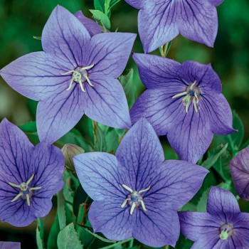 Rozwar wielkokwiatowy niebieski