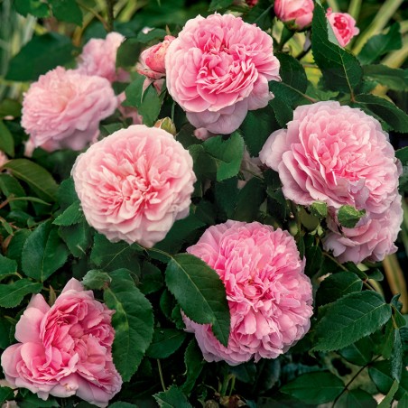 Róża historyczna Jacques Cartier