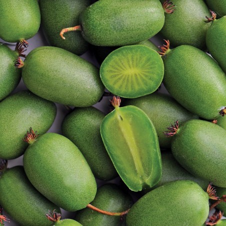 Aktinidia Vitikiwi®