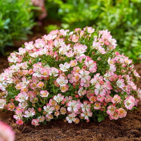 Róża miniaturowa Cutie Pie®