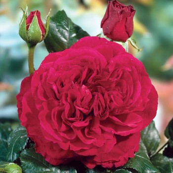 Róża parkowa Fisherman’s Friend®